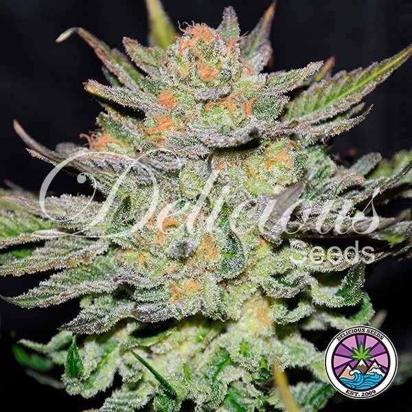 View Auto Blue Ace CBD Marijuana Plant