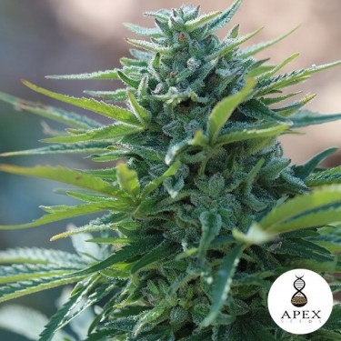 X-Kunk Cannabis Plant