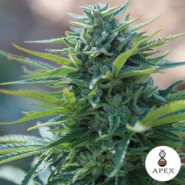 X-Kunk Cannabis Plant