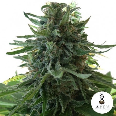 Alaska's Flavor marijuana plant