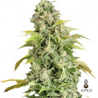 Arafa Cannabis Plant