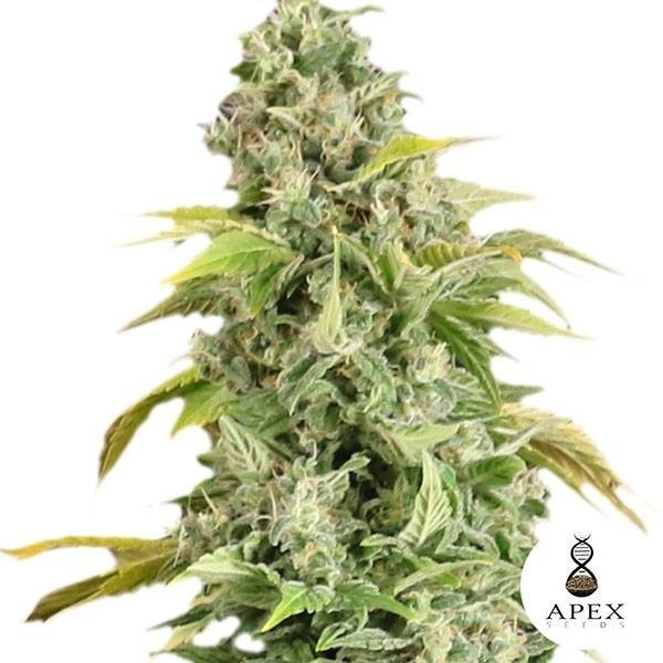 Arafa Cannabis Plant