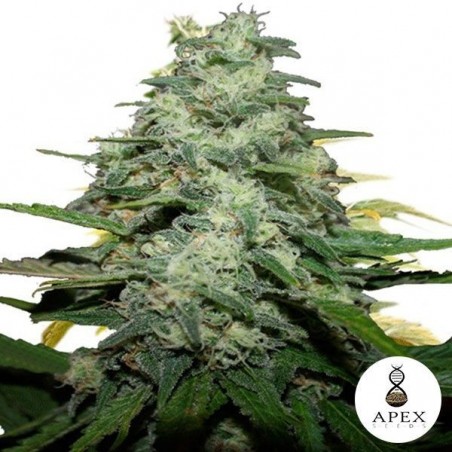 Blue Monkey Cannabis Plant