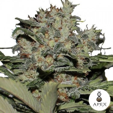 Chunky Cookies Cannabis Plant