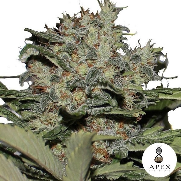 View Chunky Cookies Cannabis Plant