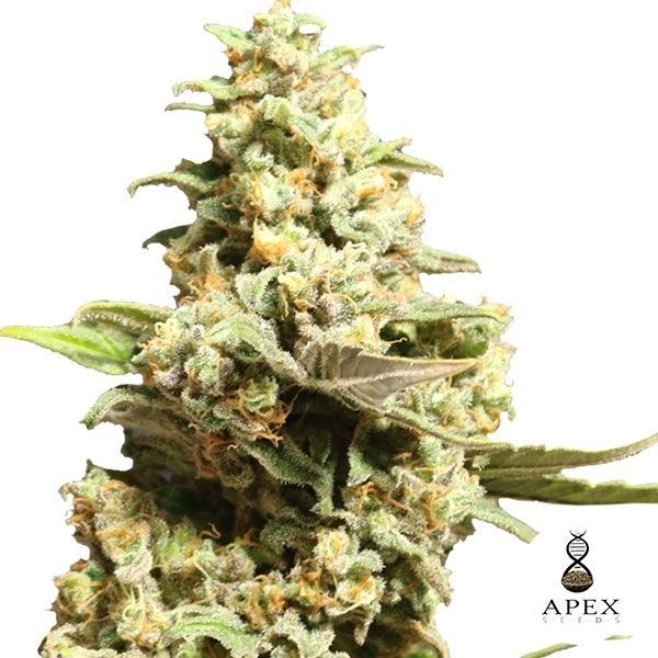 View Critical X Cannabis Plant