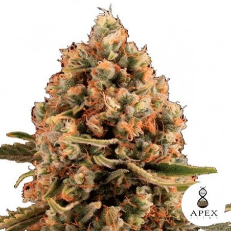 Dynamis Cannabis Plant