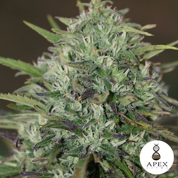 Insomnia Cannabis Plant