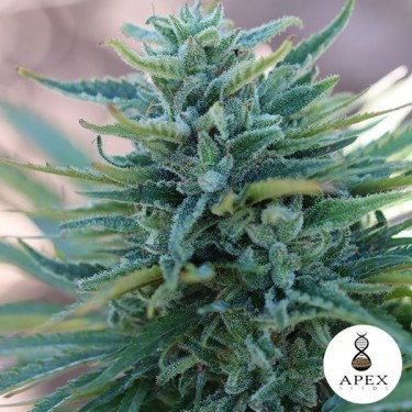 Somango X Cannabis Plant
