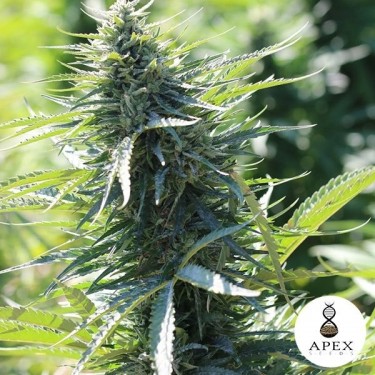 Kalashnikov 2.0 Cannabis Plant