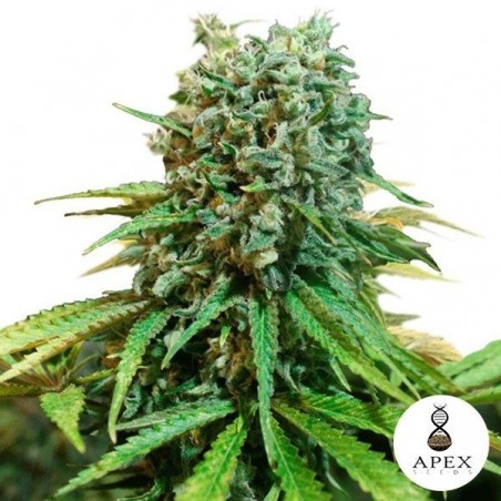 X-Berry Cannabis Plant