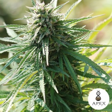 Auto Satelles Cannabis Plant