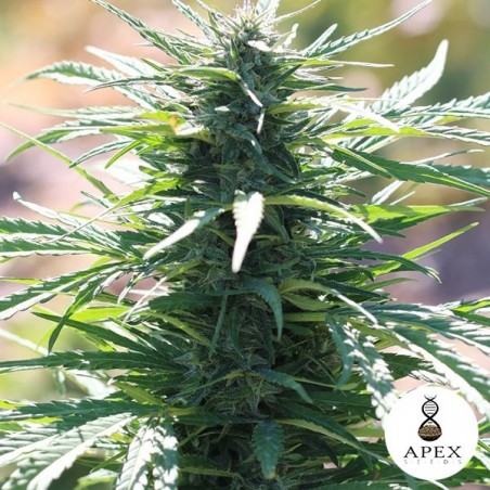 Auto Ossis Cannabis Plant