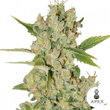 Auto Kalashnikov Cannabis Plant