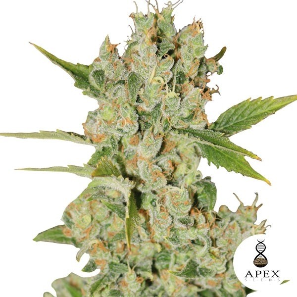 Auto Kalashnikov Cannabis Plant