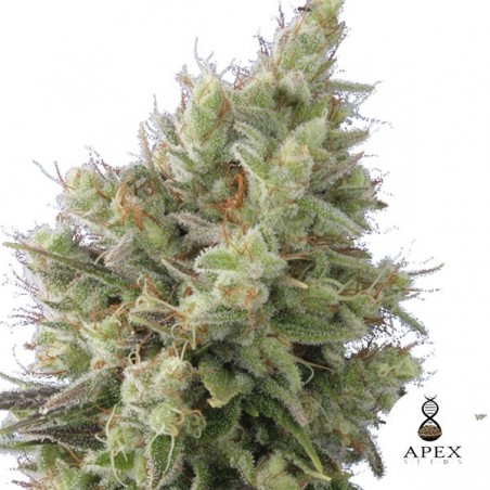 Auto Insomnia Cannabis Plant