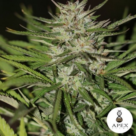 Auto Critical XXL Cannabis Plant