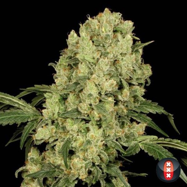 View AK 47 - Serious Seeds