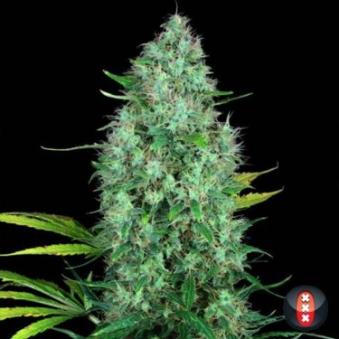 Serious 6 Cannabis Plant