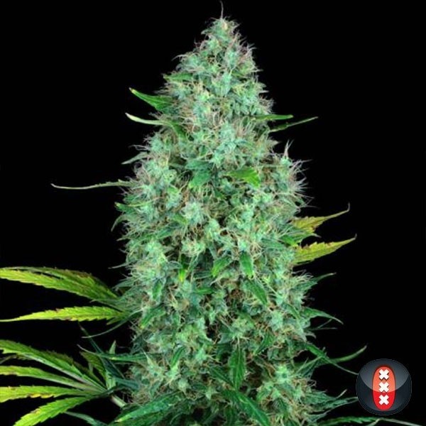 Serious 6 Cannabis Plant