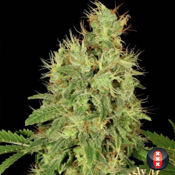 CBD Warlock Cannabis Plant