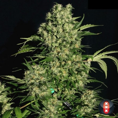 CBD Chronic Cannabis Plants