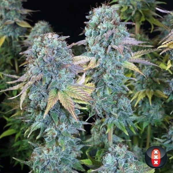 View Serious Happiness cannabis plant