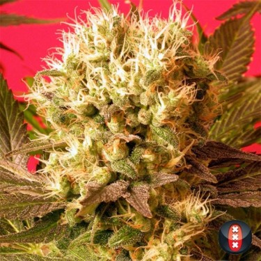 Motavation cannabis plant