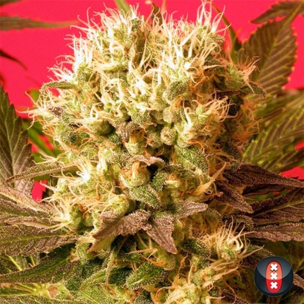 View Motavation cannabis plant