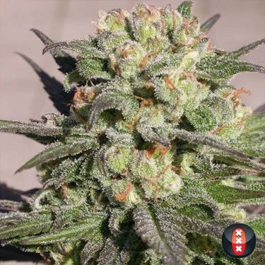 Warlock cannabis plant