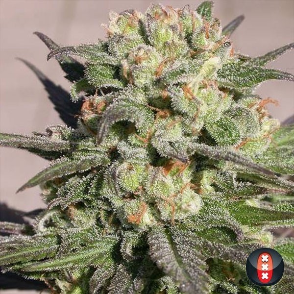 View Warlock cannabis plant