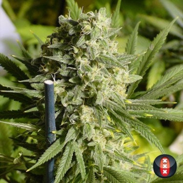 Double Dutch cannabis plant