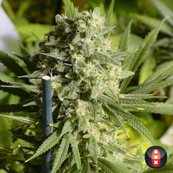 View Double Dutch cannabis plant