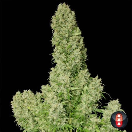White Russian cannabis plant