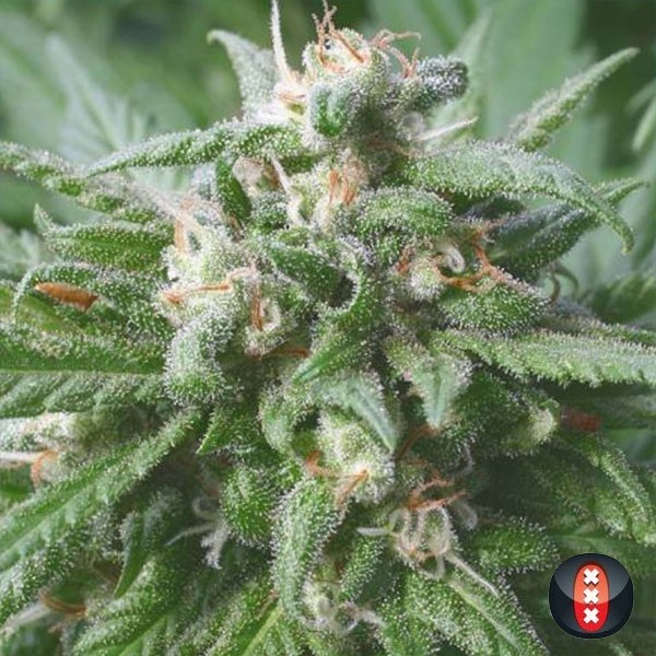 Biddy Early cannabis plant