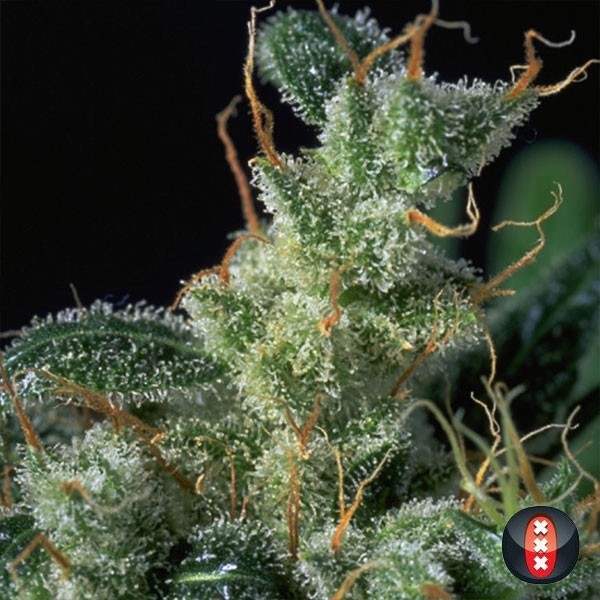 Kali Mist  cannabis plant