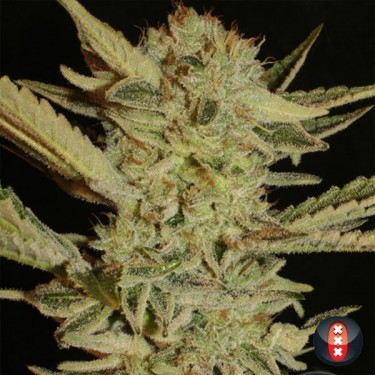 Bubble Gum marijuana plant