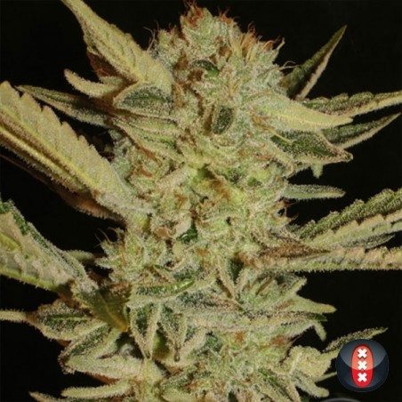 Bubble Gum marijuana plant