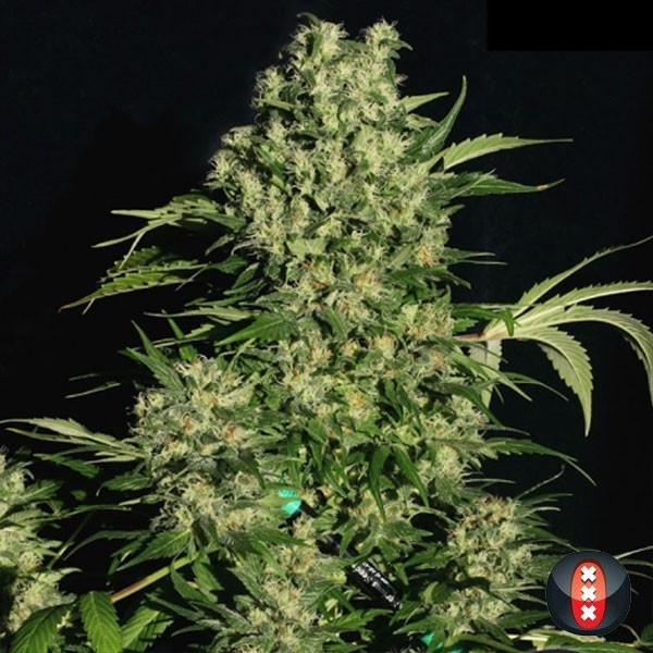 View Chronic Regular cannabis plant
