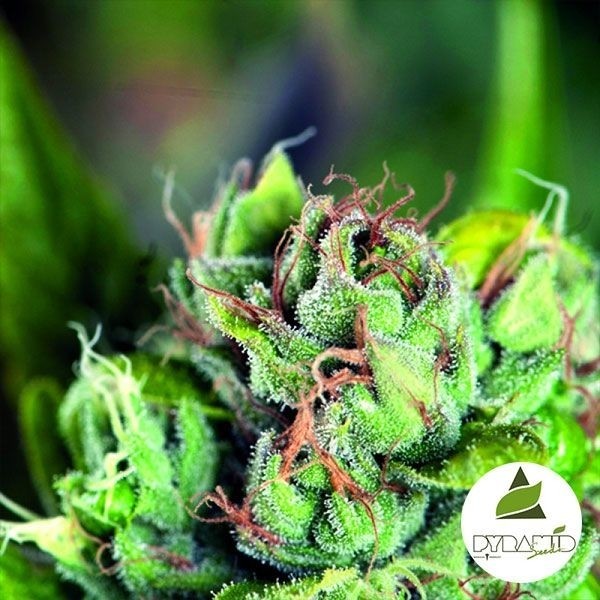 View Tahoe Cure Marijuana Plant