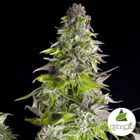 Romulan Marijuana Plant
