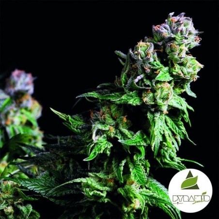 Purple Urkle Marijuana Plant