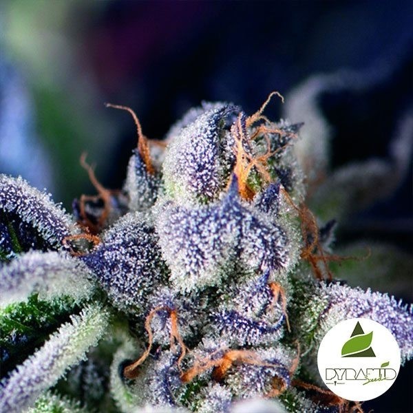 Cookies USA Marijuana Plant