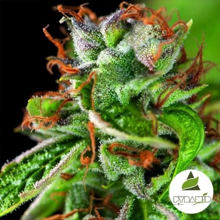 Double OG Haze Marijuana Plant