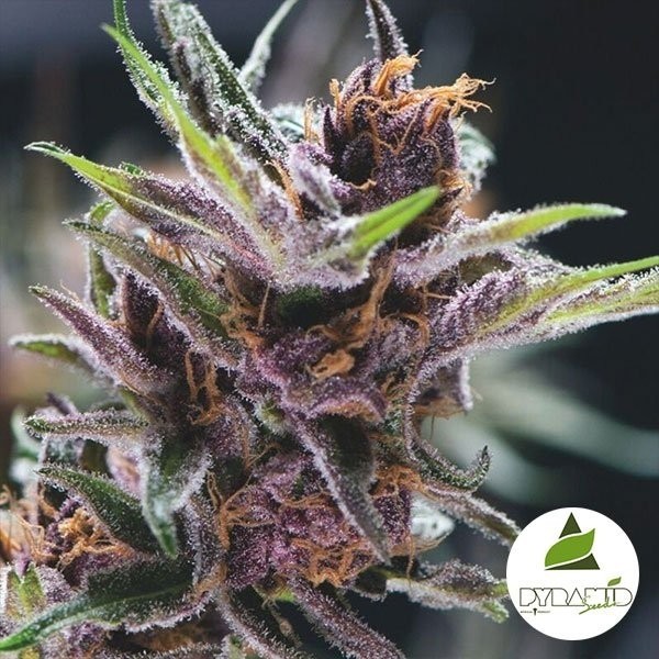 Black Cherry Punch Marijuana Plant