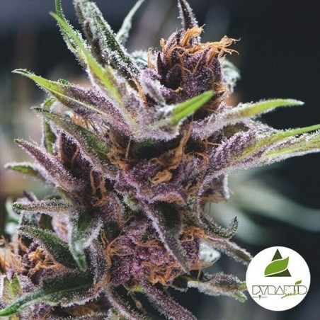 Black Cherry Punch Marijuana Plant