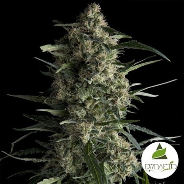 Galaxy CBD