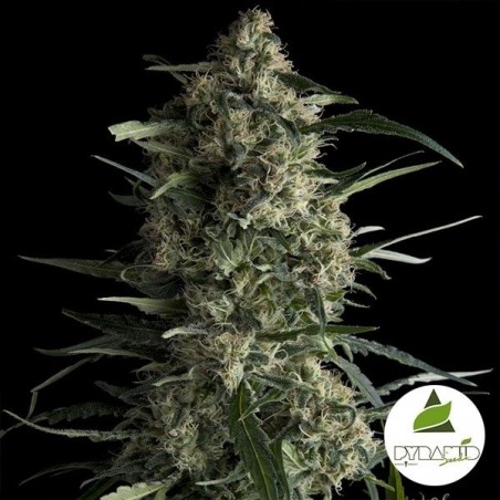 Galaxy CBD Marijuana Plant