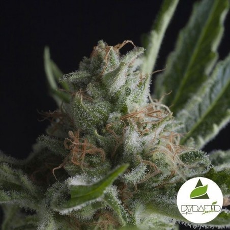 Shark CBD Marijuana Plant