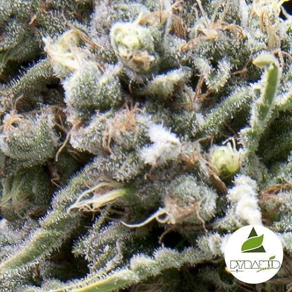 View White Widow CBD Marijuana Plant
